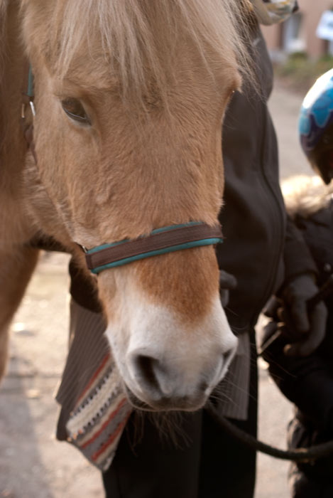 Tipp: Unser Pferdegeburtstag - eine besondere Idee für den Kindergeburtstag 7